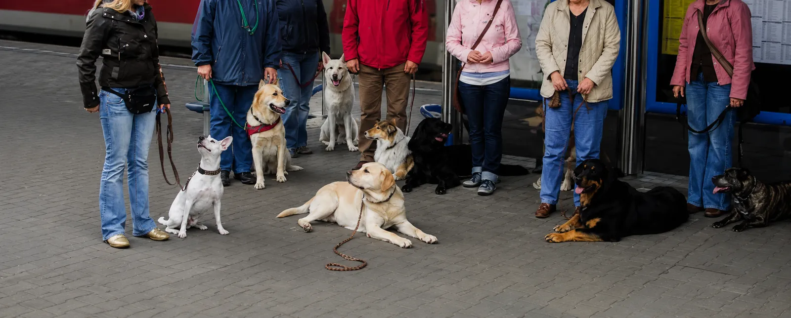 Hundeführer gibt seinem sitzenden Hund einen roten Ball