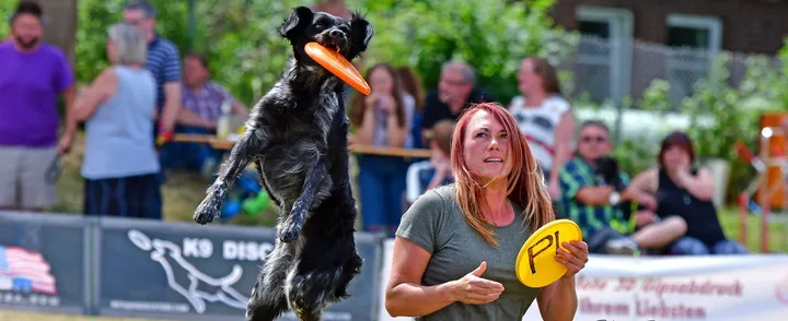 Hund springt hoch und fängt eine Frisbeescheibe auf einer Wiese