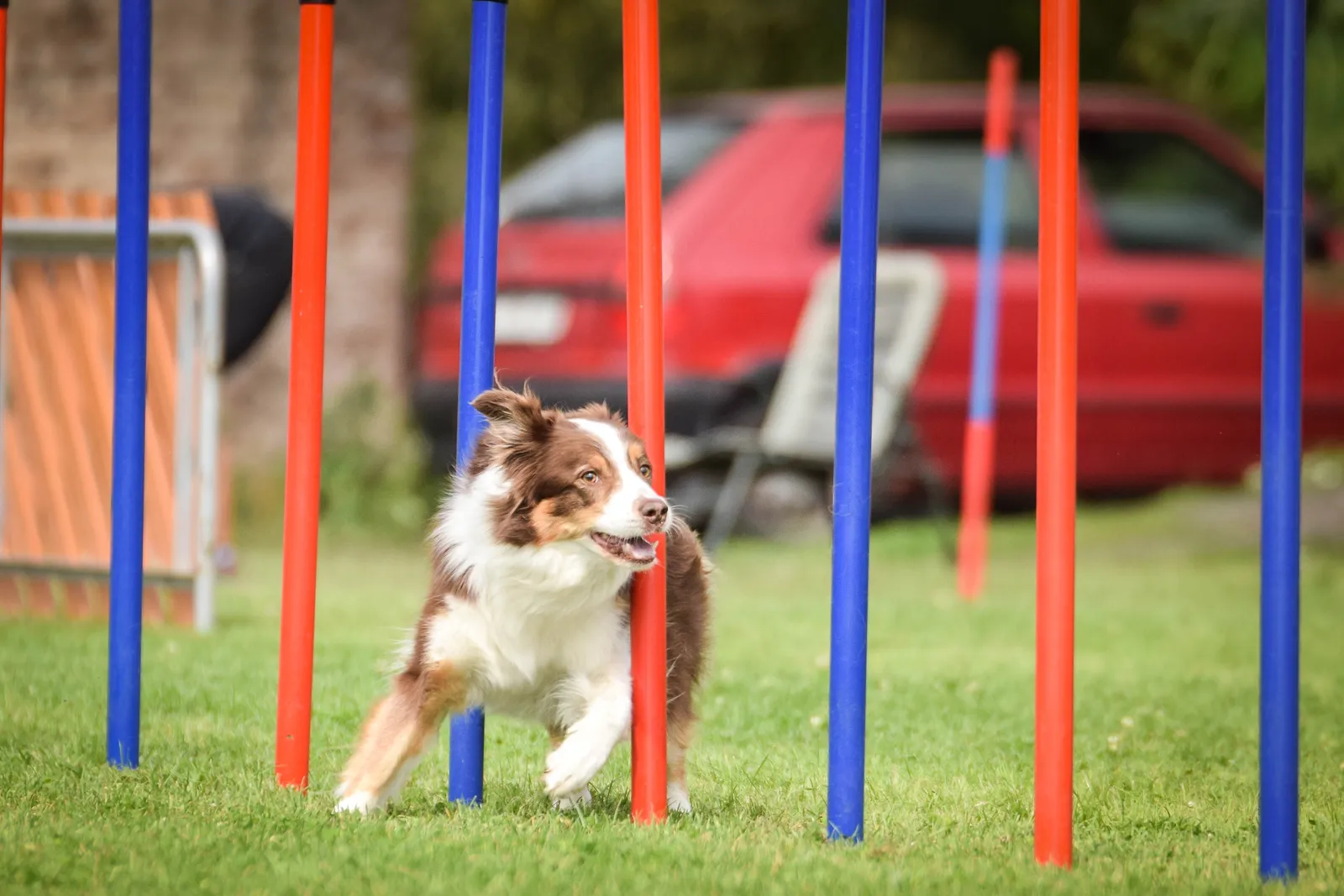 Hund läuft im Abendlicht über den Steg des Agility-Parcours