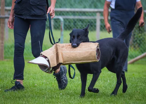 Hund trägt einen Schutzarm über den Trainingsplatz