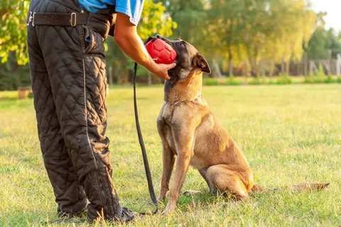 Hundeführer belohnt seinen aufmerksam sitzenden Hund mit einem Ball