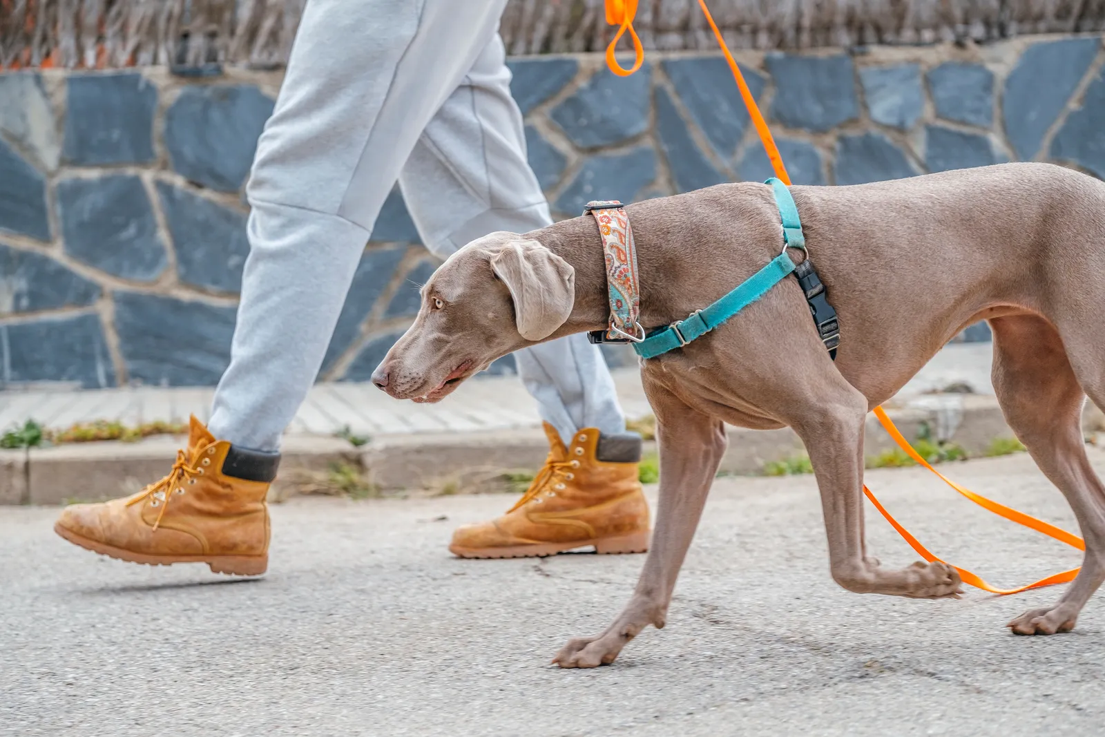 Hund schnüffelt an der Leine konzentriert der Spur am Boden nach