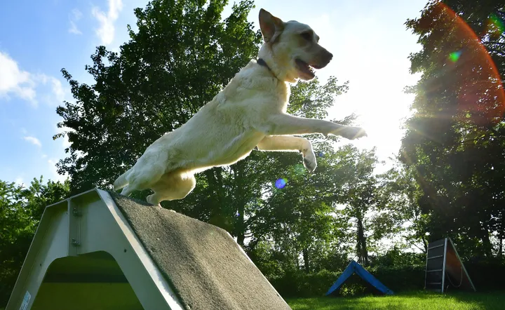 Hundeführer gibt seinem sitzenden Hund einen roten Ball