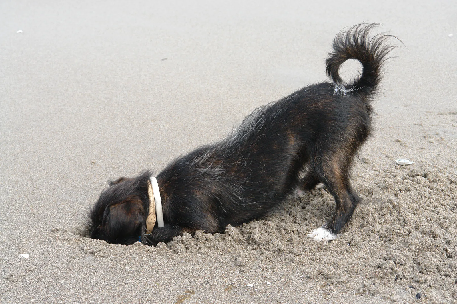 Hund steckt die Nase konzentriert in den Sand und sucht nach einer Spur
