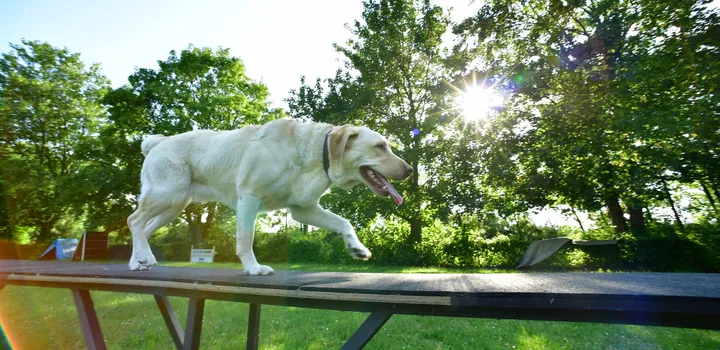 Hund springt freudig über ein Hindernis, sein Hundeführer läuft hinterher