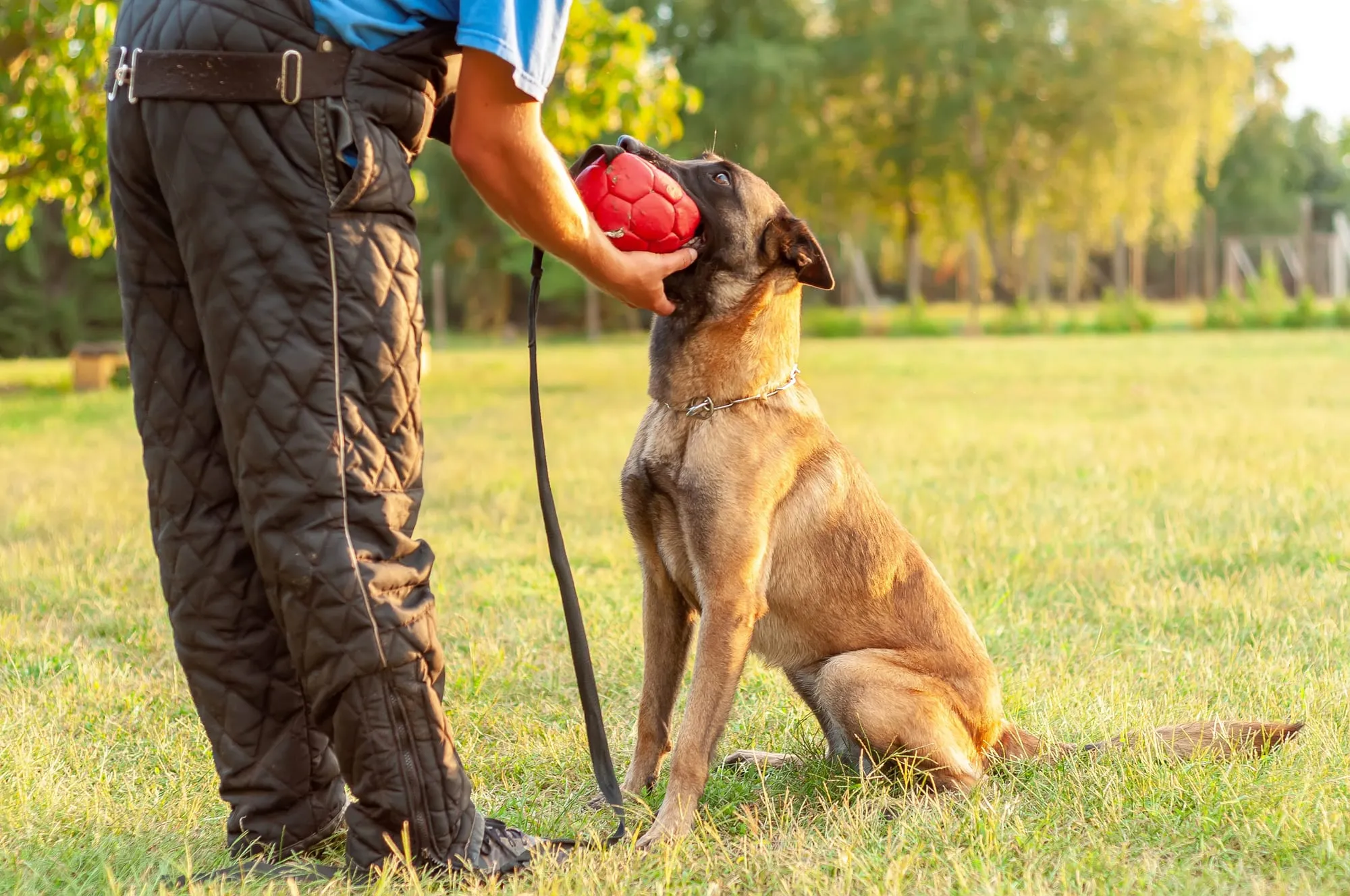 Hundeführer belohnt seinen aufmerksam sitzenden Hund mit einem Ball