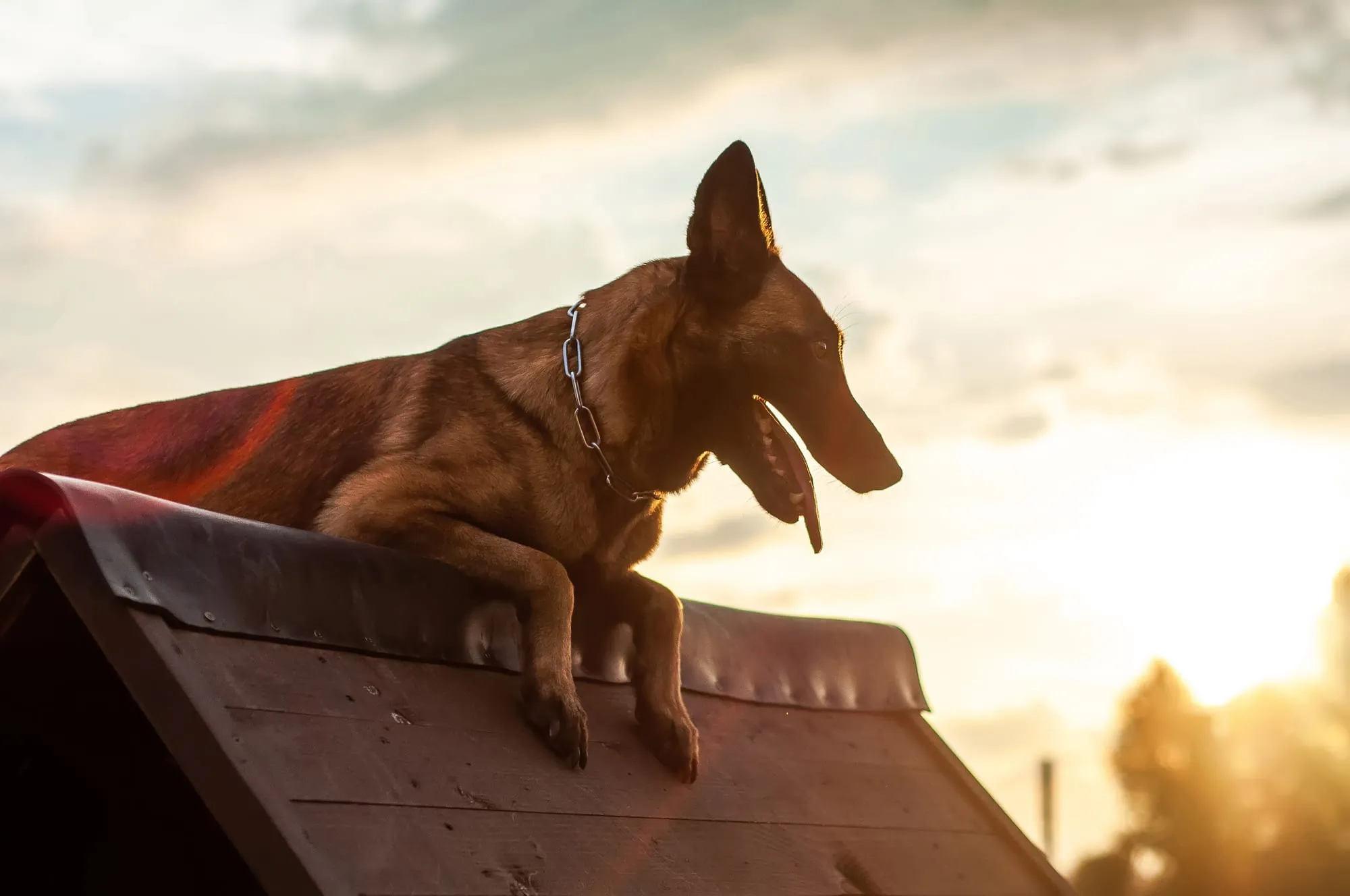 Hund läuft im Abendlicht über den Steg des Agility-Parcours