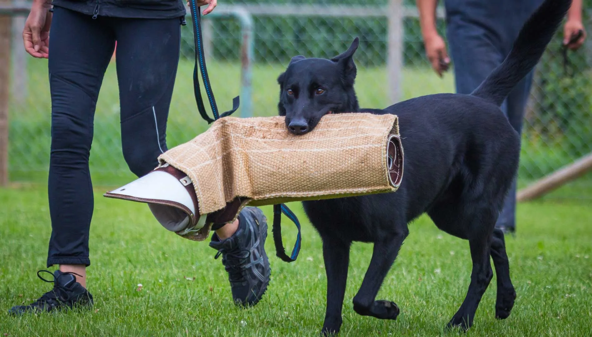 Schwarzer Hund trägt einen Schutzarm neben seinem Hundeführer