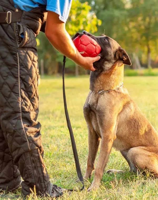 Hundeführer gibt seinem sitzenden Hund einen roten Ball