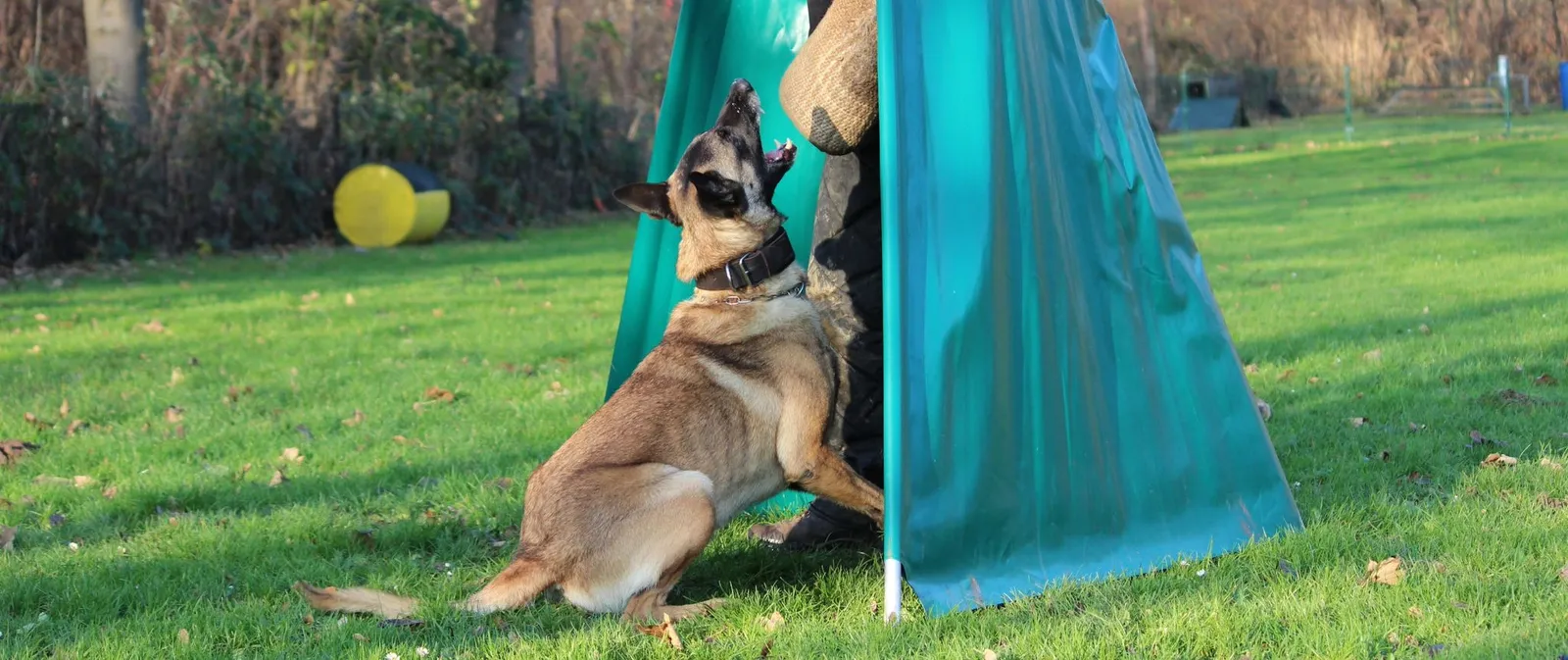 Schäferhund springt am Stellschutz hoch und packt den Schutzarm des Hundeführers